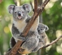 Koala Retrovirus Load Stays Stable And Signals Higher Risk Of Chlamydia Infection