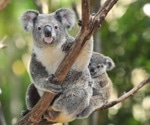 Koala Retrovirus Load Stays Stable And Signals Higher Risk Of Chlamydia Infection