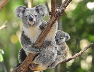 Koala Retrovirus Load Stays Stable And Signals Higher Risk Of Chlamydia Infection