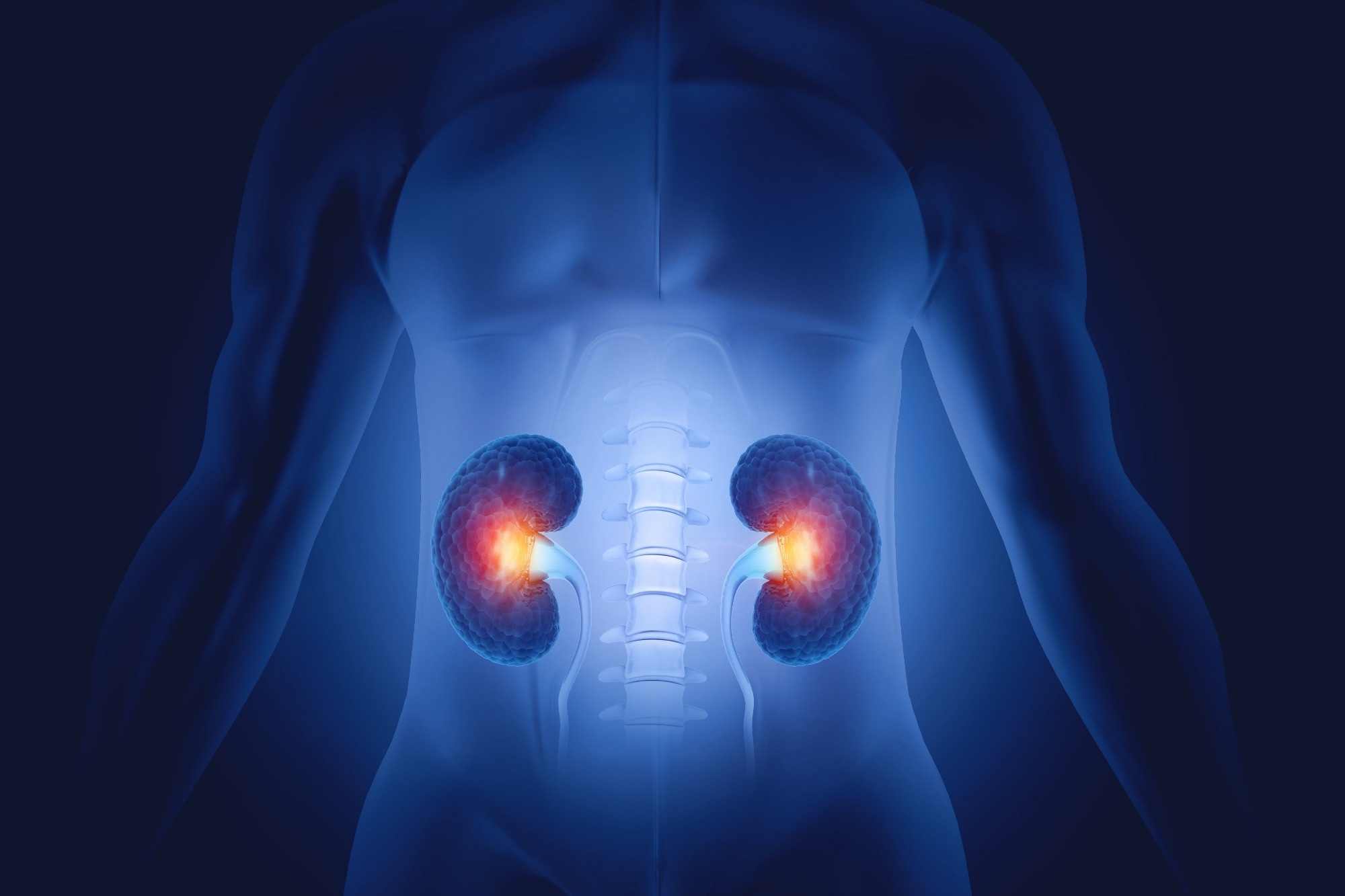 Human kidneys anatomy structure, kidney disease. 3d illustration