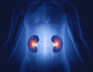 Human Kidney Organoids Offer New Insights into APOL1-Mediated Kidney Disease