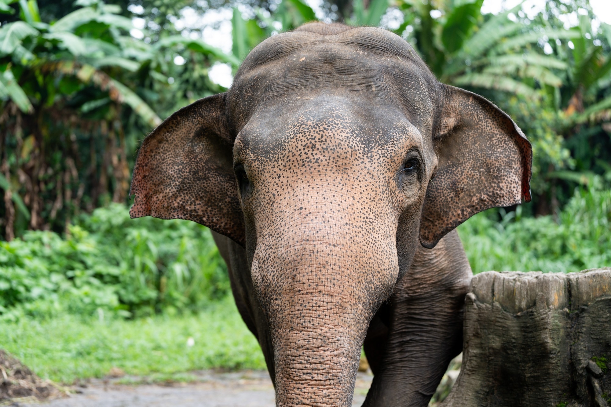 A large elephant with a wrinkled face and wrinkled skin. The elephant is standing in a grassy area with trees in the background.