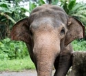 Asian Elephants Understand Human Attention Through Body and Face Cues