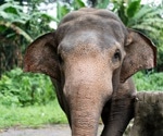 Asian Elephants Understand Human Attention Through Body and Face Cues