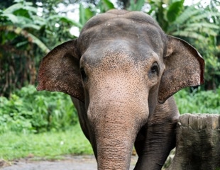 Asian Elephants Understand Human Attention Through Body and Face Cues