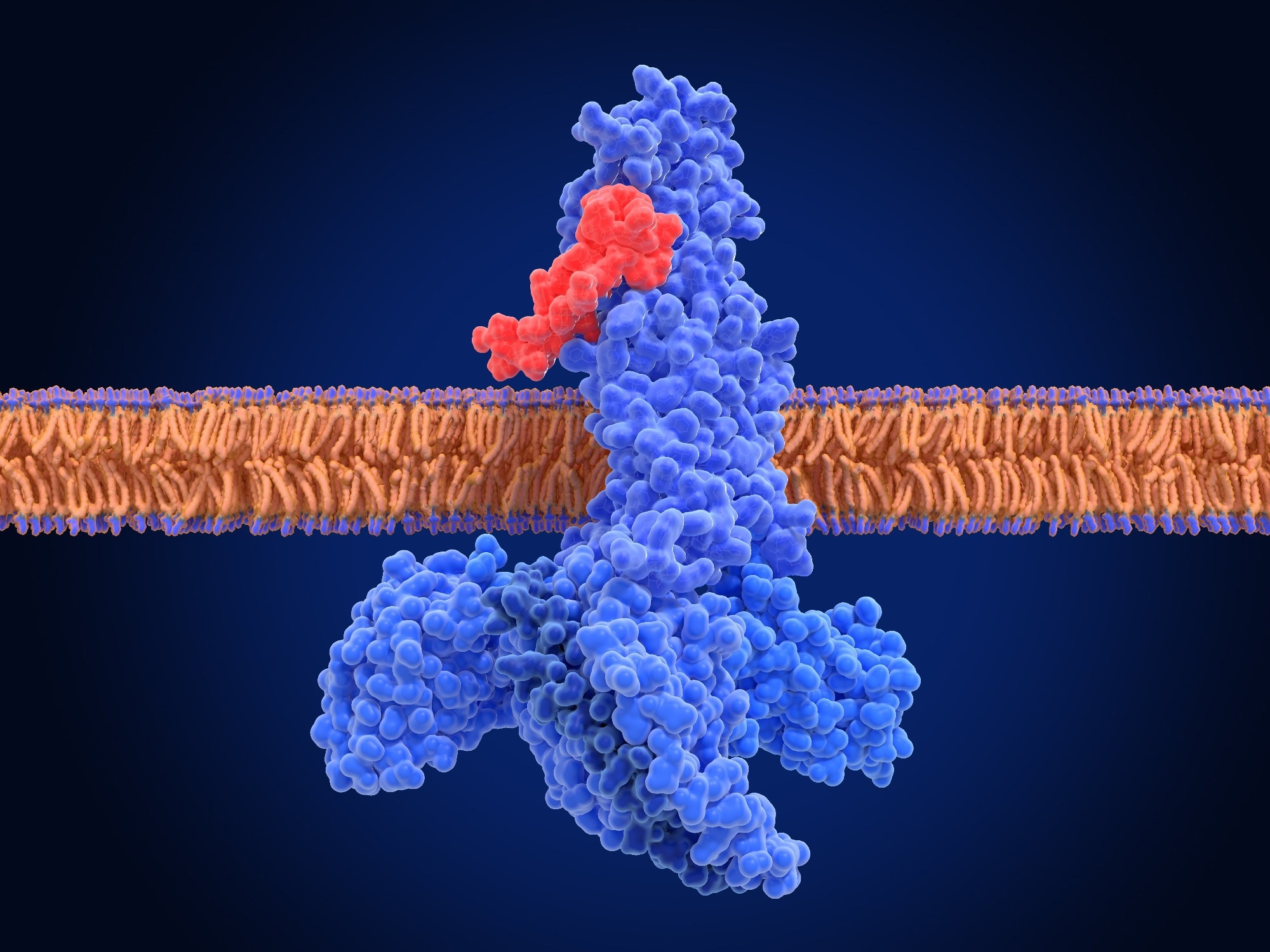 The glucagon like peptide-1 receptor (GLPr)