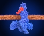 PapB Could Make Ozempic-Style Drugs Stronger and Last Longer