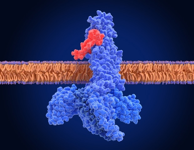 PapB Could Make Ozempic-Style Drugs Stronger and Last Longer