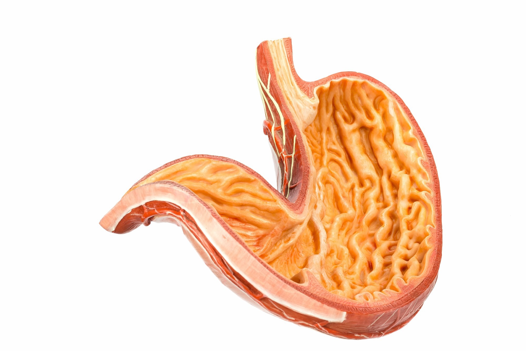 Model of the inside of the human stomach on a white background.