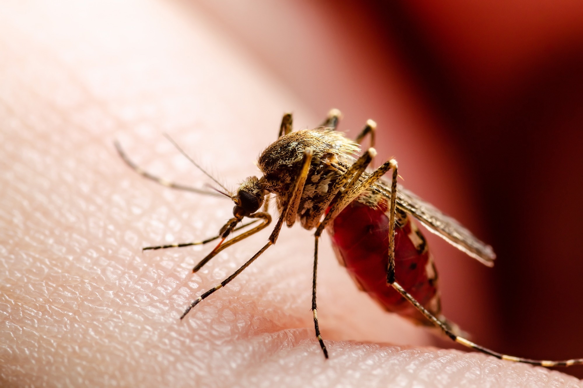 Malaria Infected Culex Mosquito Bite