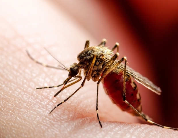 Flower-scented Fungus That Kills Mosquitoes Naturally