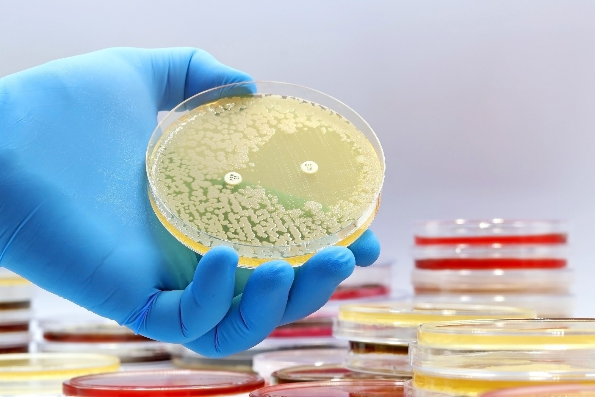 A microbiological culture Petri dish with bacteria where an antibiotic resistance test has been carried out
