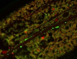 How Leucine Boosts Cellular Energy Production