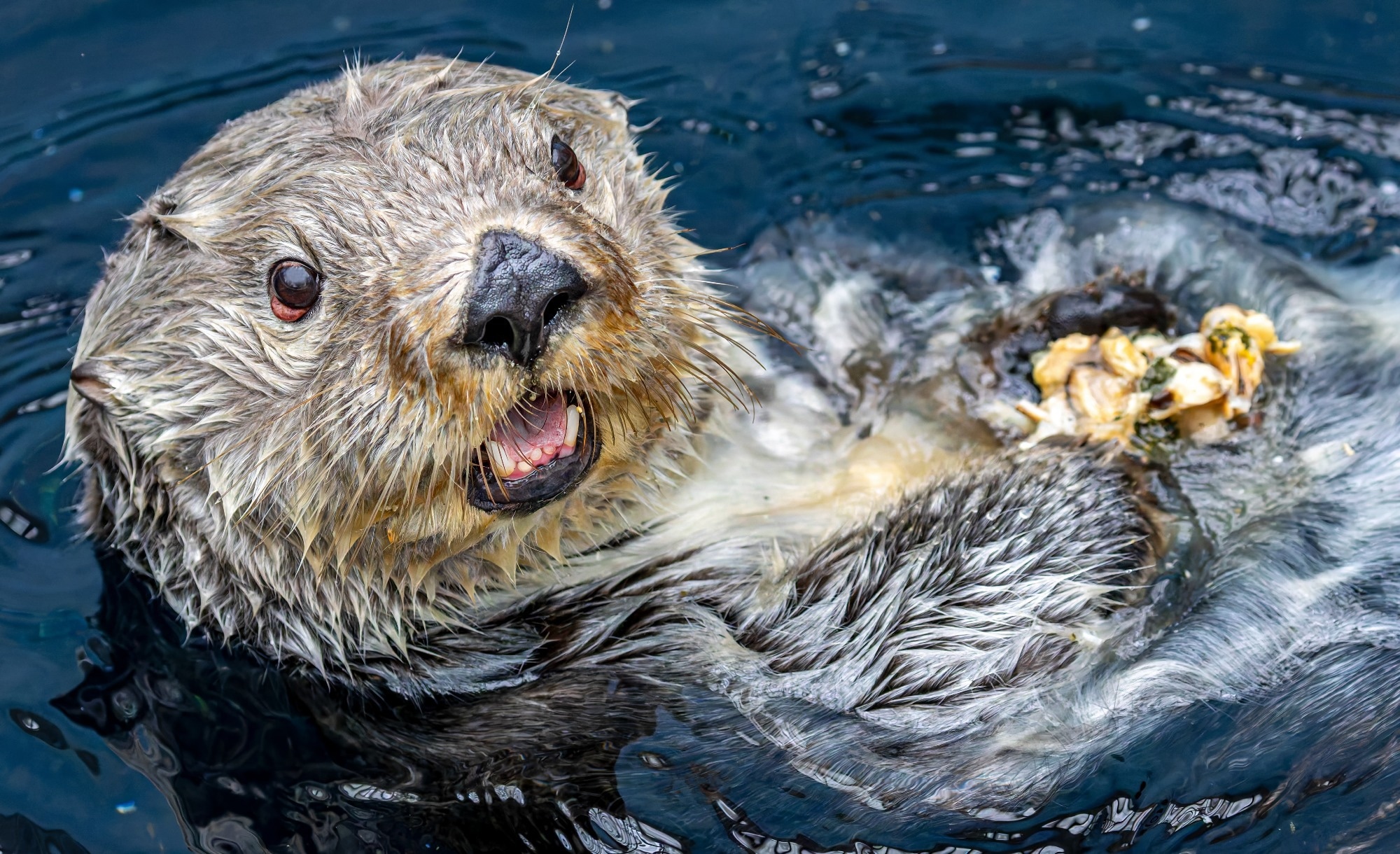 Close up view of a sea otter (Enhydra lutris) eating a meal of mussels