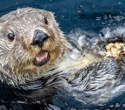 ‘Forever chemicals’ build up in British Columbia sea otters