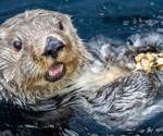 ‘Forever chemicals’ build up in British Columbia sea otters