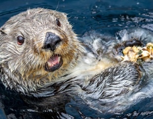 ‘Forever chemicals’ build up in British Columbia sea otters
