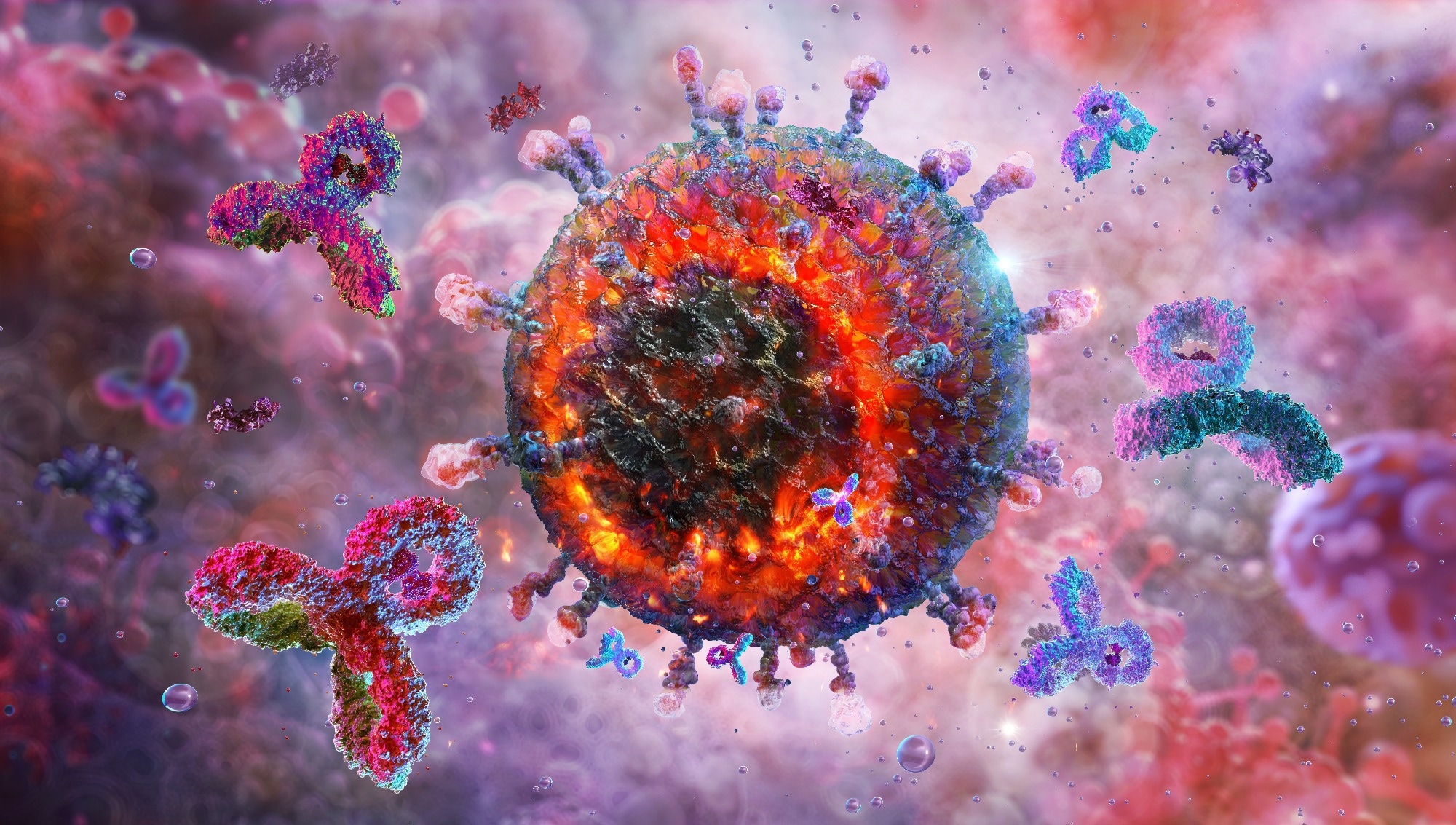 Immune response with antibodies attacking and destroying virus.