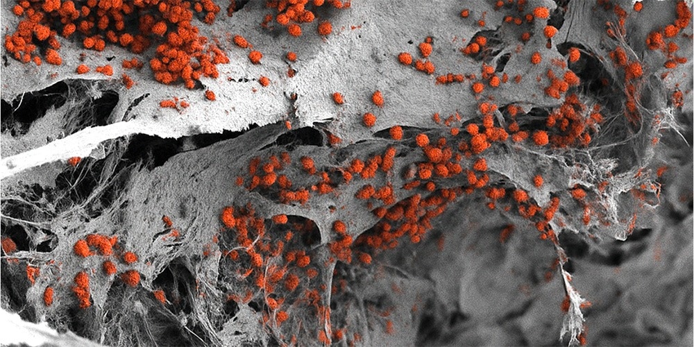 Lab-Grown Human “Blood Factory” Advances Drug and Disease Testing