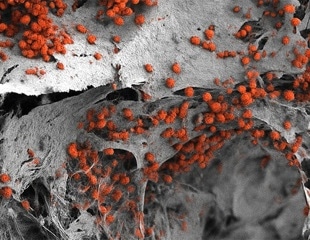 Lab-Grown Human “Blood Factory” Advances Drug and Disease Testing