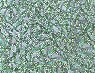 Cyanobacteria Change Their Genetic Activity After Sunset