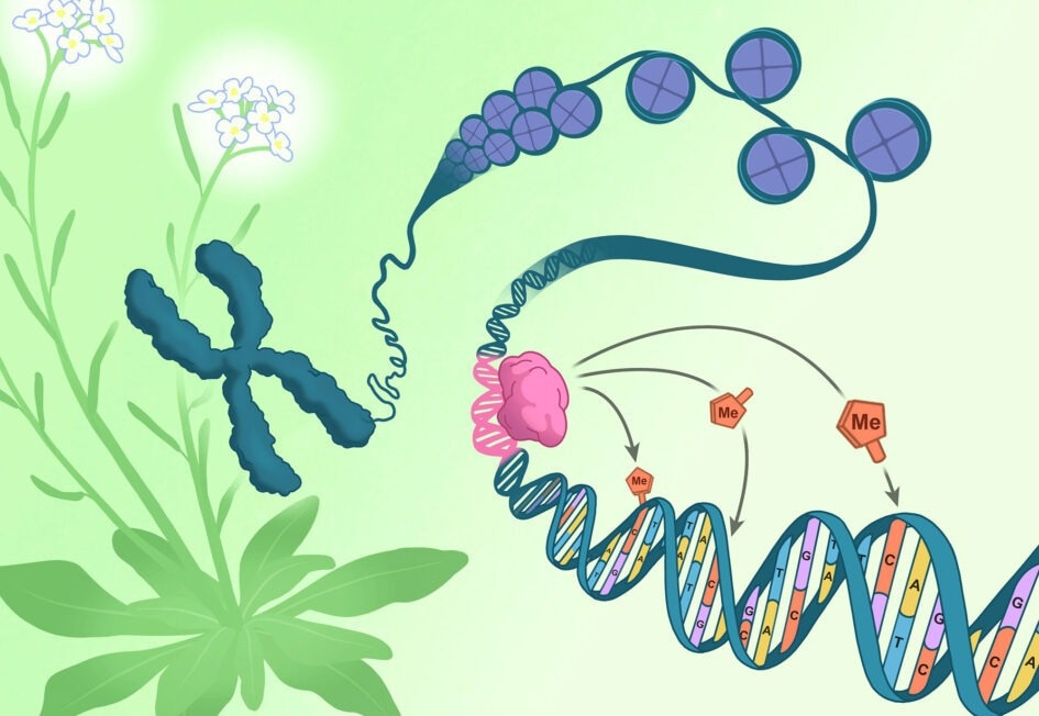 Novel Mechanism for Epigenetic Patterning in Plants