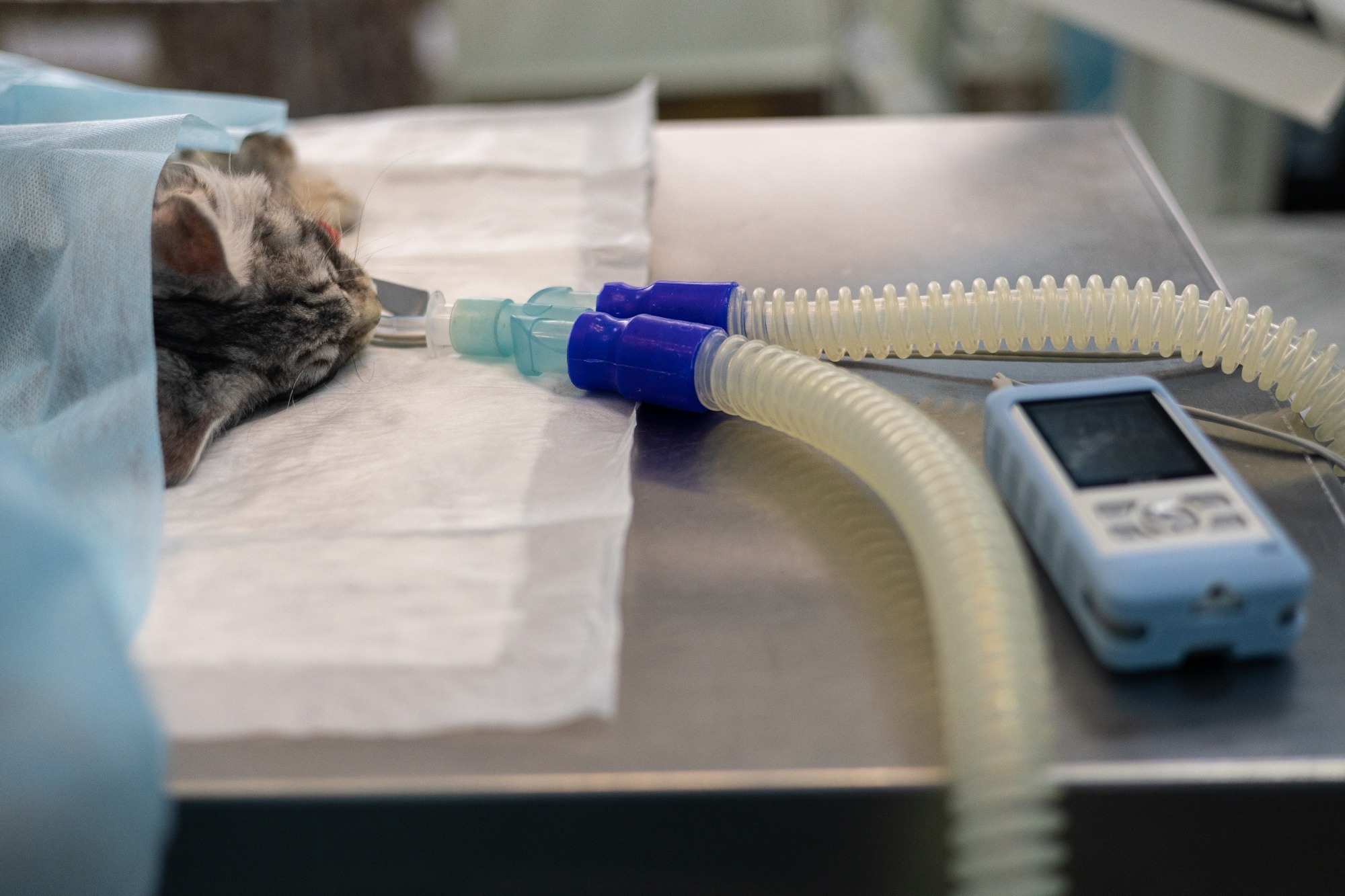 A cat under gas anesthesia sleeps after surgery on the surgical table