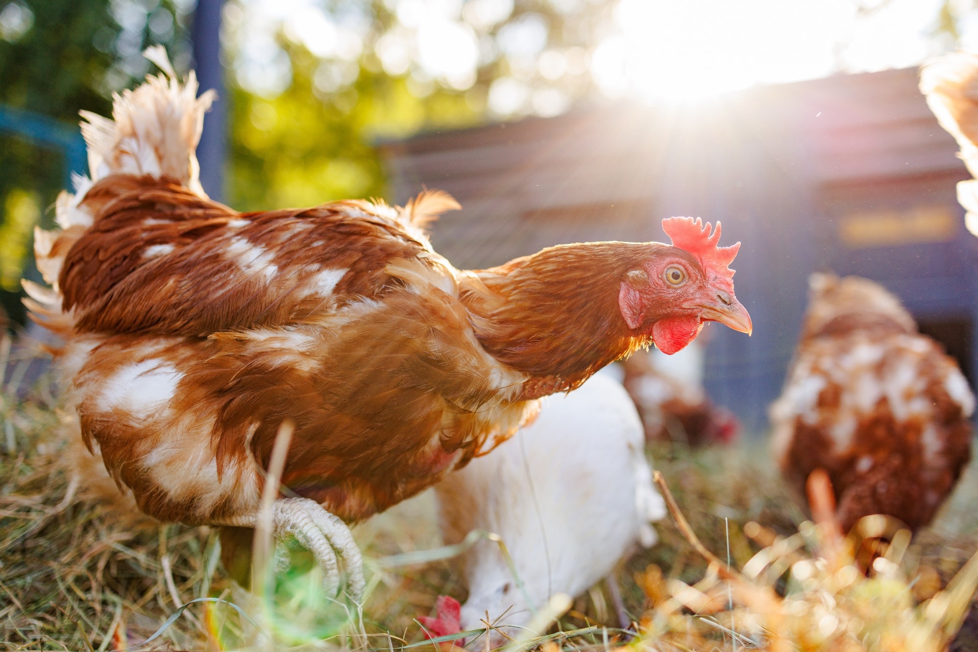Close-up of a chicken walking on a poultry farm