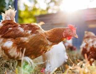 Bird flu withstands human fever