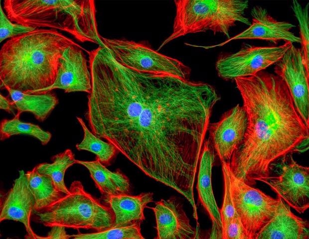 Hidden Cellular Sub Compartments Drive Final Steps of Ribosome Assembly