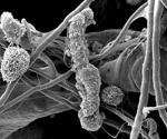 Novel Expansion Microscopy Technique for Detailed Plant Biomolecule Mapping