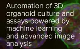 Advancing 3D Organoid Workflows with Machine Learning